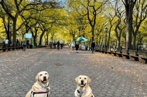 Best Central Park Route, Lower Part Narrated Walk with Dogs | Better Together Here