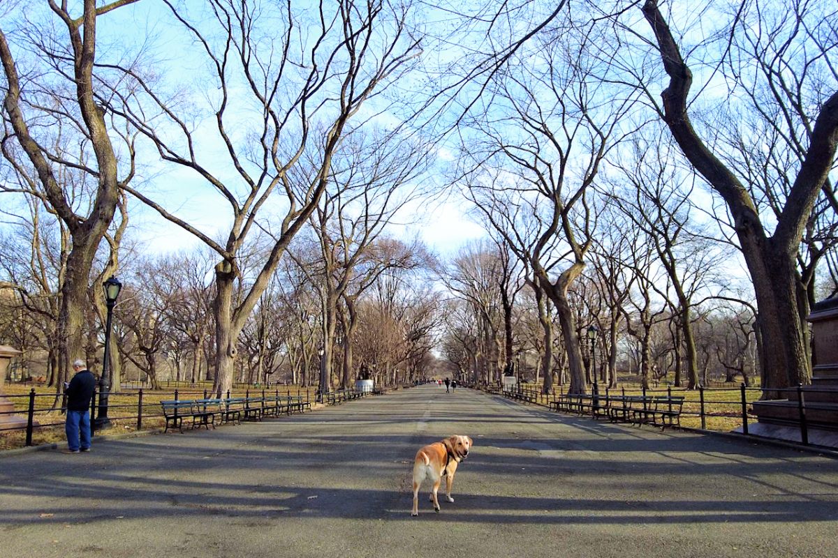 Narrated Central Park Walk with Dogs - Bethesda Terrace, Literary Walk, Balto Statue & More | Better Together Here