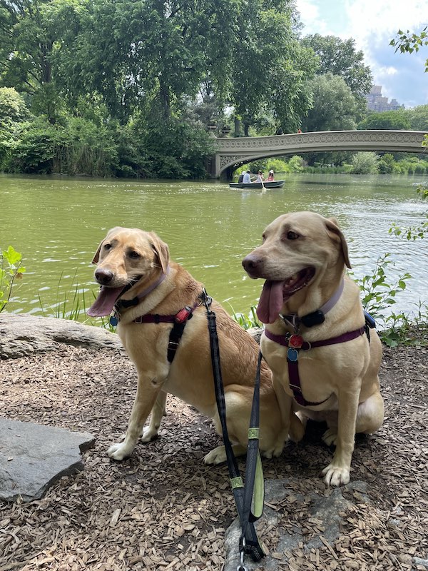 dogs in front of lovers bridge bow bridge in central park | Better Together Here