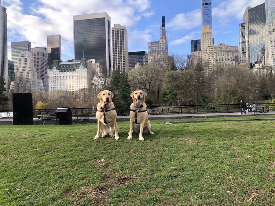 dog watching in central pakr is a fun thing to do | Better Together Here