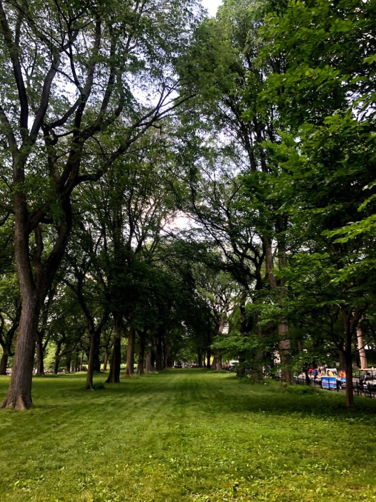 line of elm trees in central park's the mall and literary walk | Better Together Here 