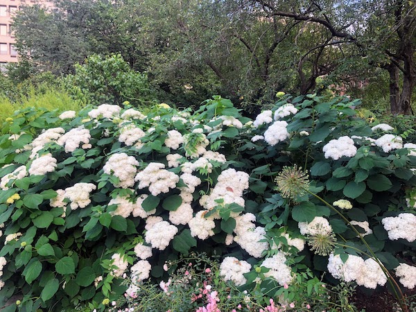 massive white hydrangea in central park | Better Together Here