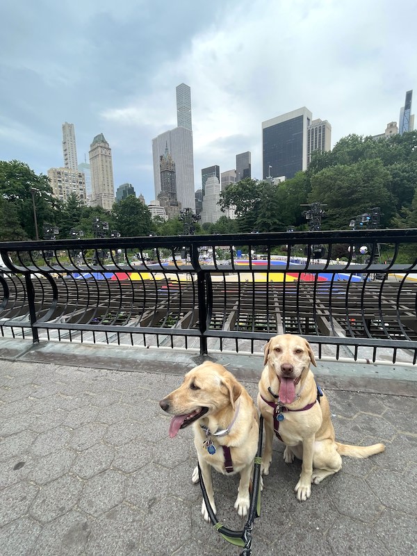 two dogs in front of woolman rink | Better Together Here