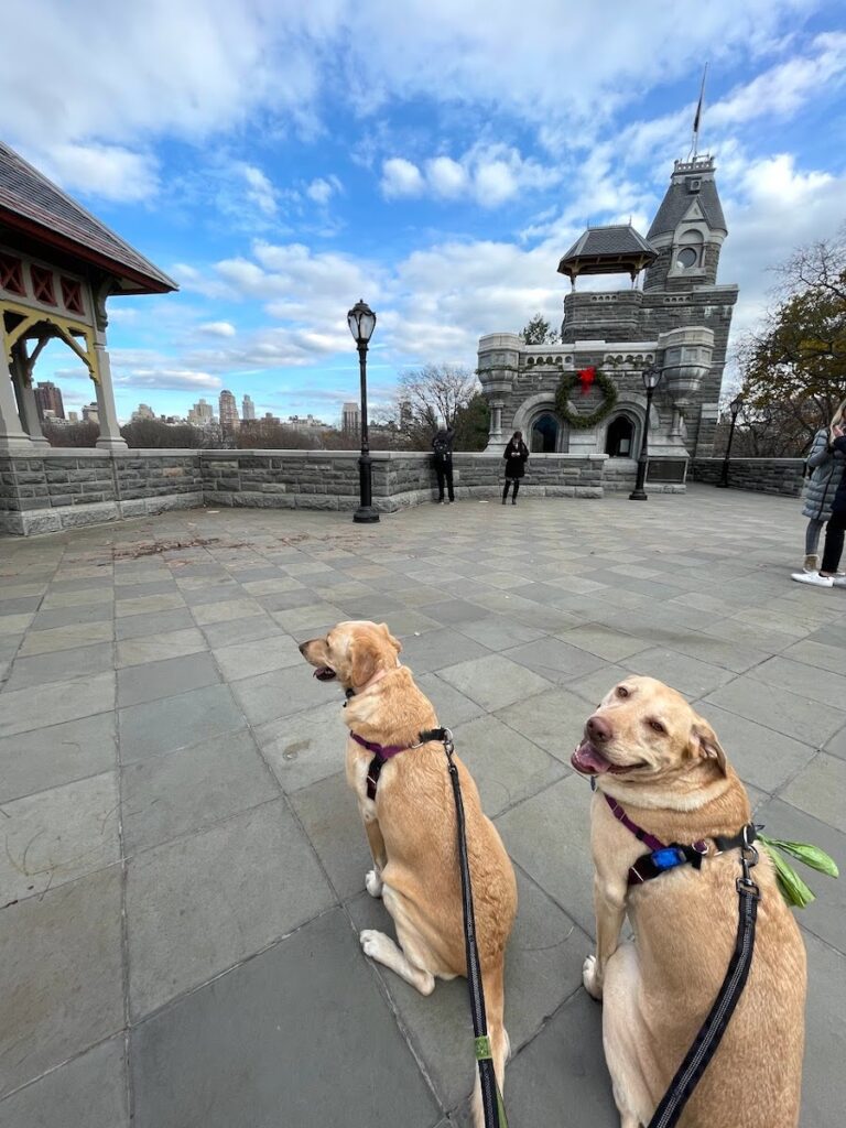 two dogs near belvedere castle in central park | Better Together Here