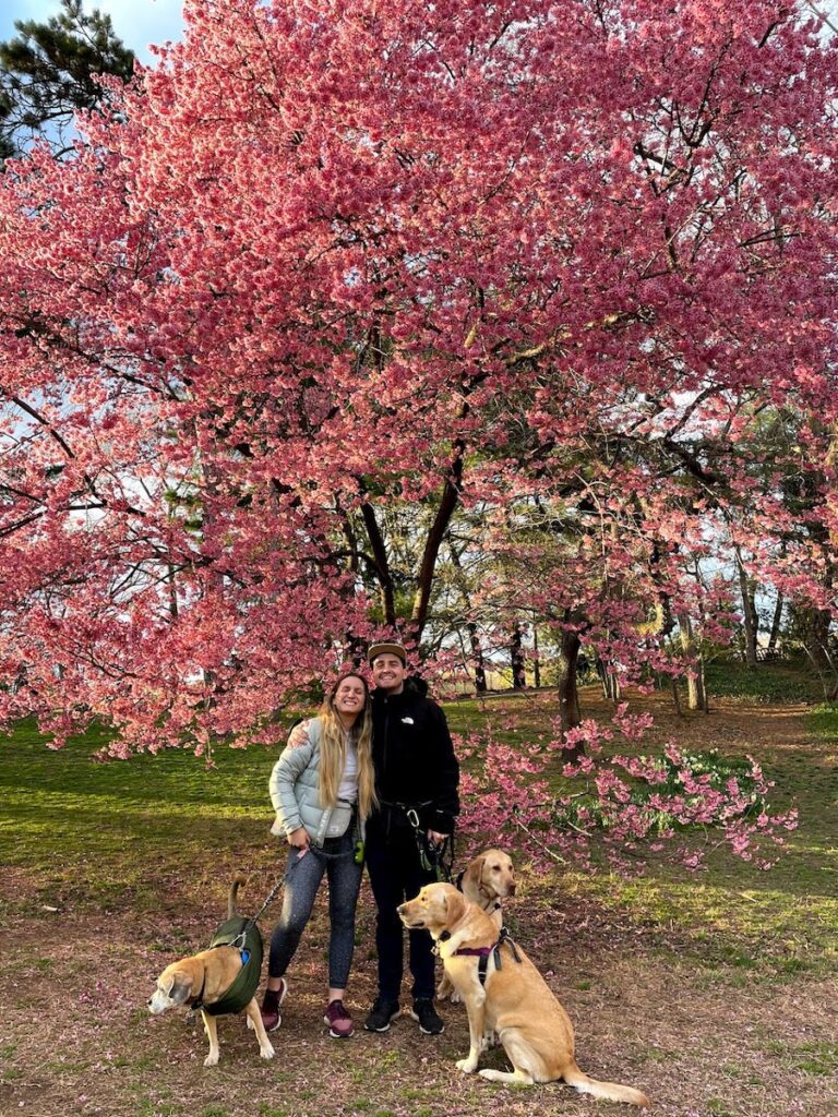 viewing cherry blossoms on a date in central park | Better Together Here 