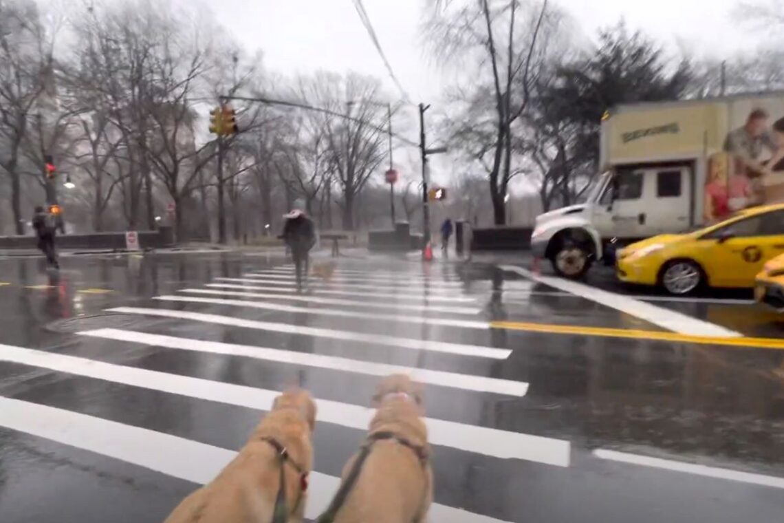 Rainy NYC Walk with Dogs from Carnegie Hall to Central Park | Better Together Here