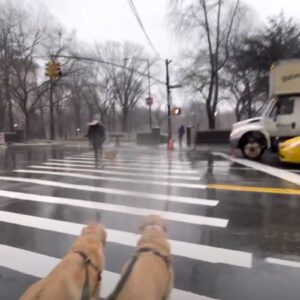 Rainy NYC Walk with Dogs from Carnegie Hall to Central Park | Better Together Here