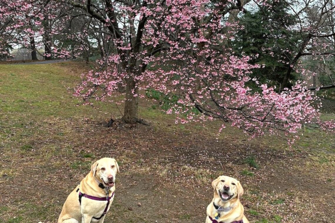 Are There Cherry Blossoms Blooms in Central Park Right Now March 2023 Update | Better Together Here