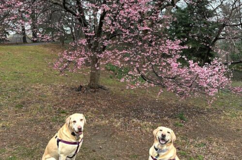 Are There Cherry Blossoms Blooms in Central Park Right Now March 2023 Update | Better Together Here