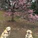 Are There Cherry Blossoms Blooms in Central Park Right Now March 2023 Update | Better Together Here