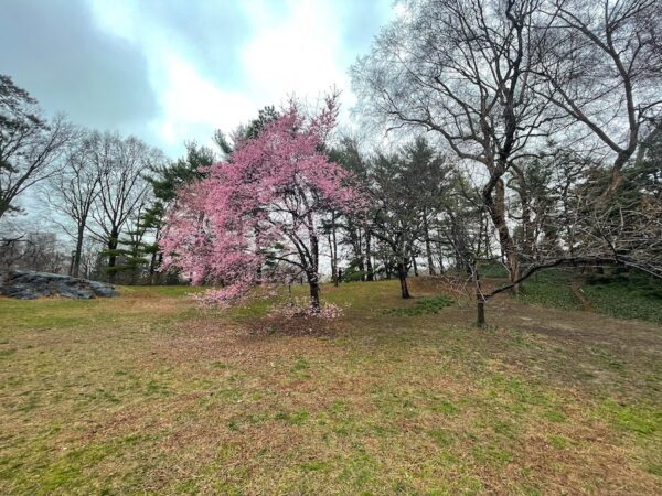 beautiful cherry blossoms in central park in march 2023 | Better Together Here