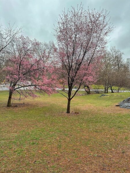 current look of cherry blossoms in central park 2023 | Better Together Here