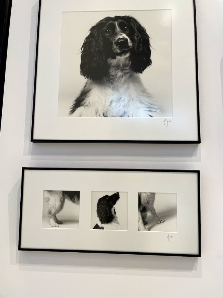 art from museum of the dog in new york city | Better Together Here