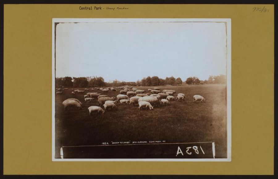 historical picture of sheep in sheep meadow | Better Together Here