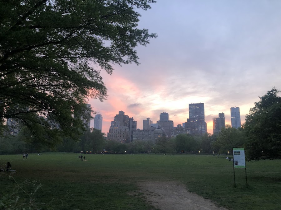 sheep meadow closing around sunset | Better Together Here