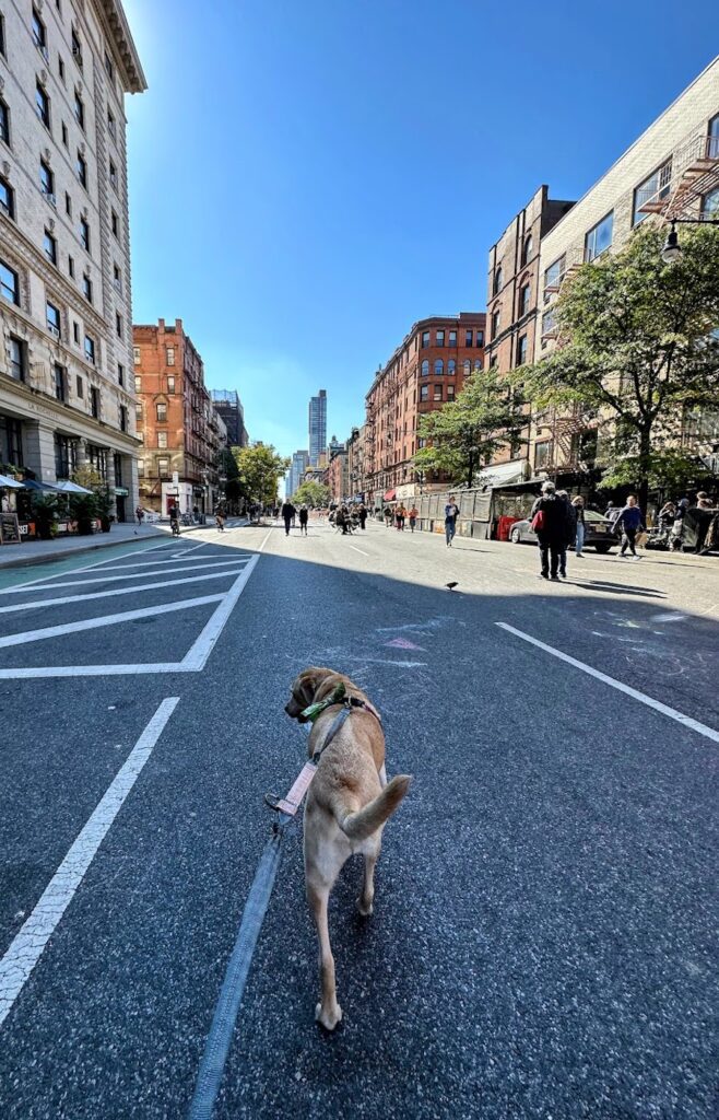 dog walking on the upper west side while the street was closed to cars | Better Together Here