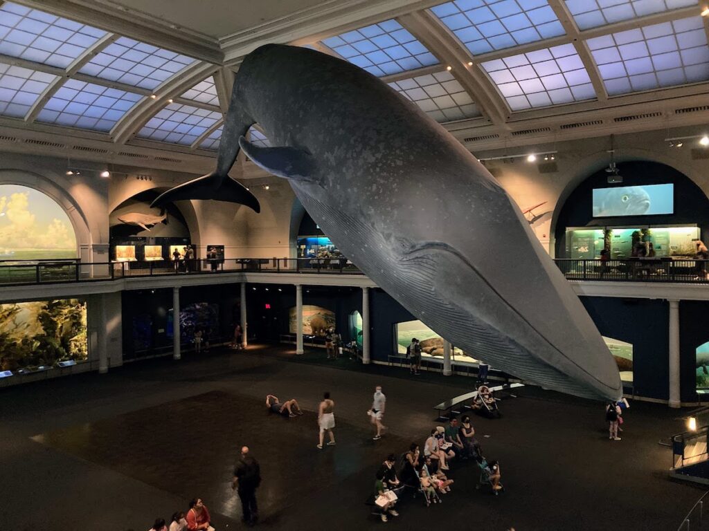 giant whale at the american musuem of natural history on the uws | Better Together Here