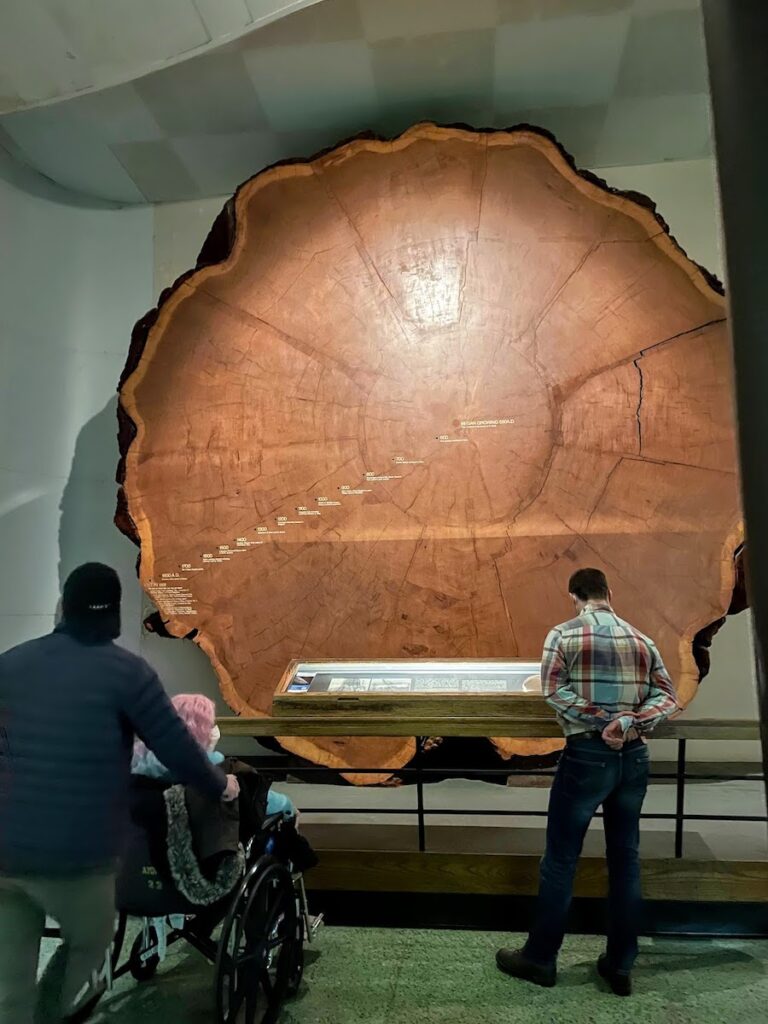 huge tree trunk at museum of natural history | Better Together Here