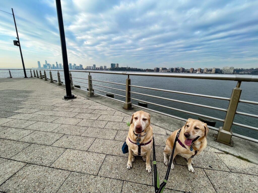two dogs posing at hudson river park | Better Together Here