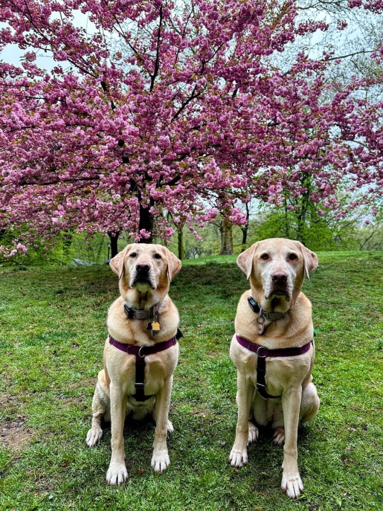 central park is beautiful in springtime in new york |b