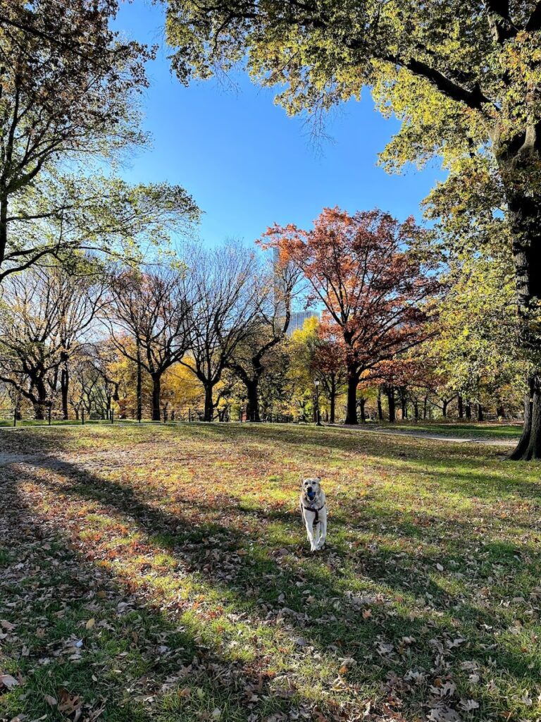 dog running in the fall leaves in central park | Better Together Here