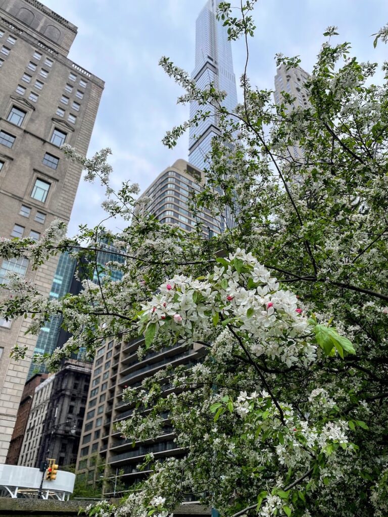 spring time flowers in new york city | Better Together Here