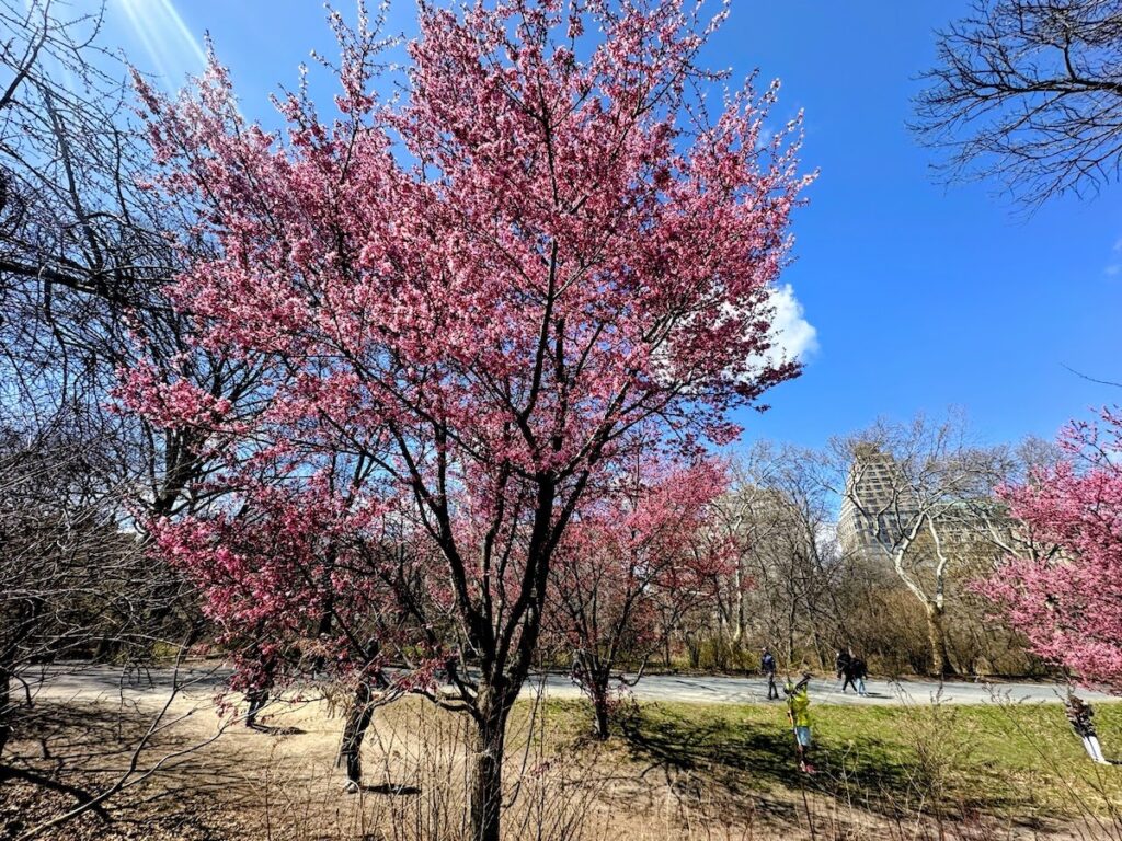 cherry blossoms near the reservoir in central park nyc on march 25 2026 | Better Together Here