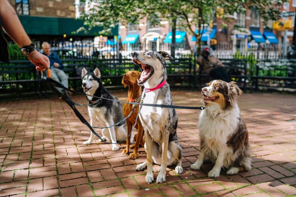 dog walker with multiple dogs in nyc | Better Together Here