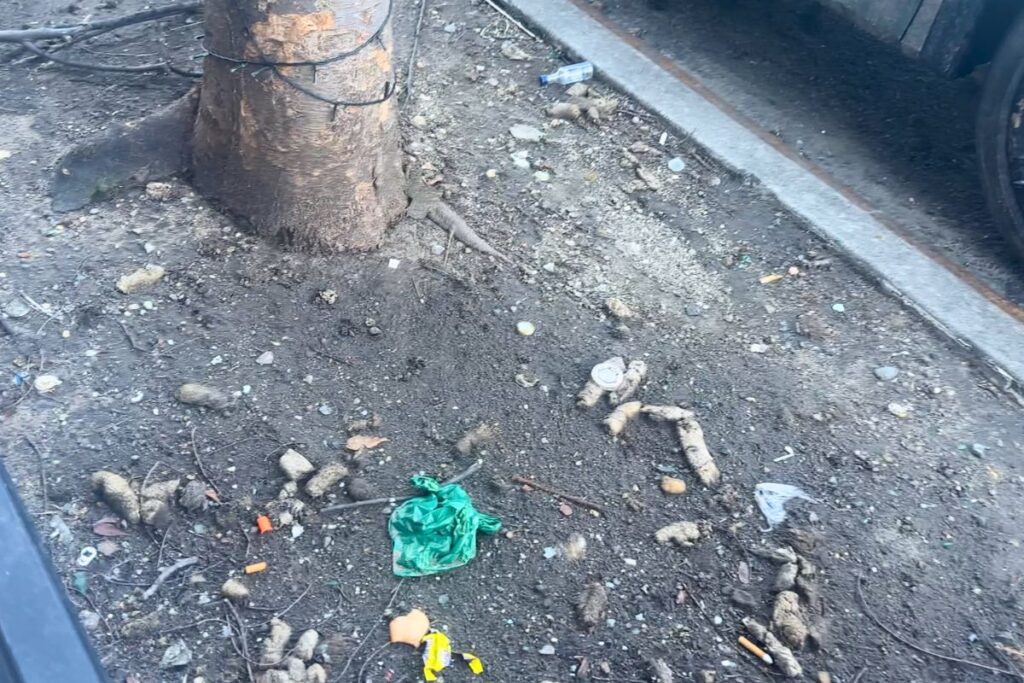 piles of dog poop in a tree planter area in washington heights | Better Together Here